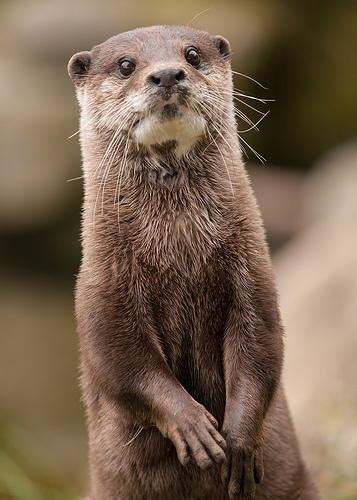 Otter Bitesize Irish