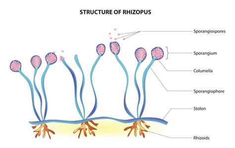 Zygomycota Sporangium