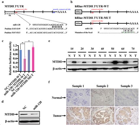 MTDH Is A Direct Target Of MiR 128 A Schematic Diagram Of 3UTR Of