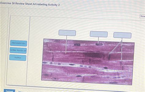 Exercise 30 Review Sheet Art Labeling Activity 2 Chegg