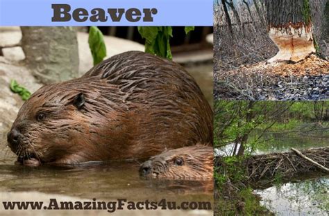 Beaver Amazing Facts 4 U