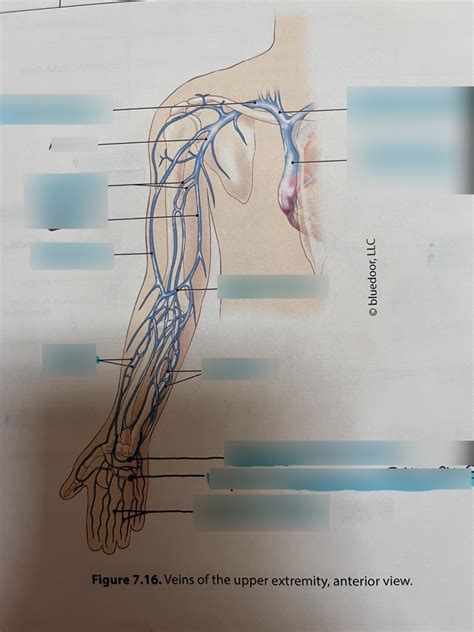 Veins Of The Upper Extremity Diagram Quizlet