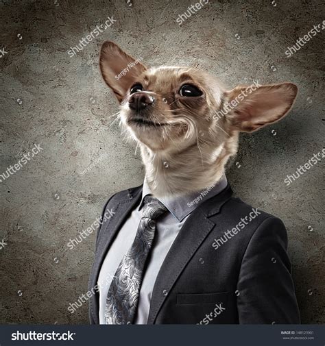 Funny Portrait Dog Suit On White Stock Photo 148123901 Shutterstock