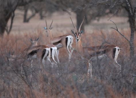 Grant's Gazelle - Blackjack Breeders