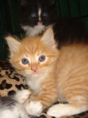 Orange Tabby Kittens Kittens Photo 41521058 Fanpop