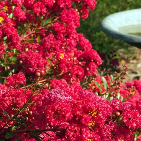 Cherry Dazzle® Dwarf Crapemyrtle Finegardening Crape Myrtle