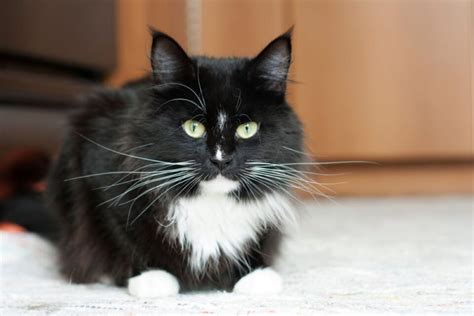 Fascinating Reasons That Make Tuxedo Cats Truly Special