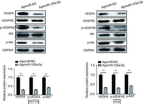 Mir A P Inhibited Crc Progression Via Vegfa Vegfr Signaling