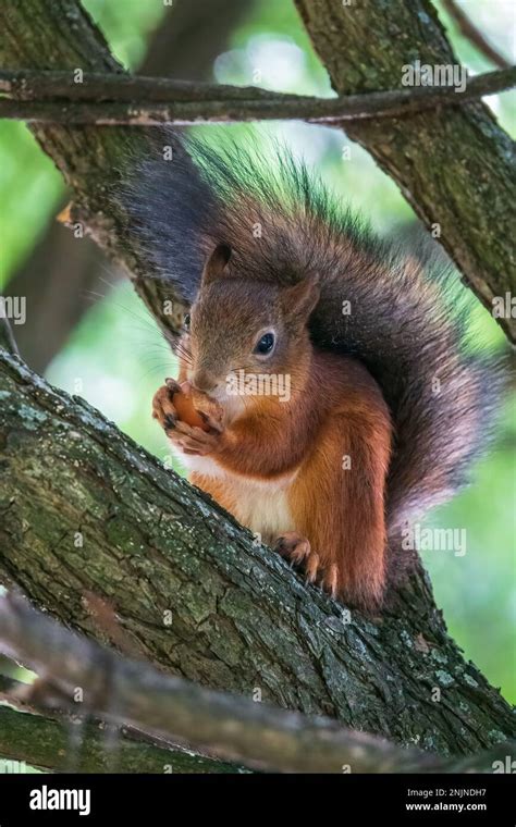 Das Eichhörnchen Mit Nuss Sitzt Im Frühjahr Oder Sommer Auf Einem Äst