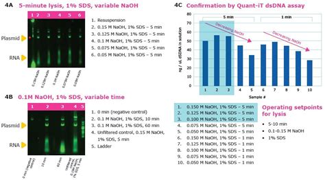 Cell Harvest Lysis Neutralization And Clarification Of Plasmid Dna Pdna For Mrna Plasmid