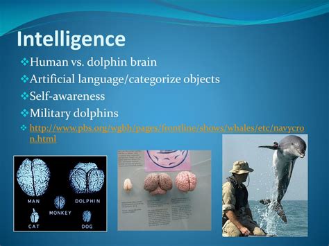 PPT - Bottlenose Dolphins PowerPoint Presentation, free download - ID ...