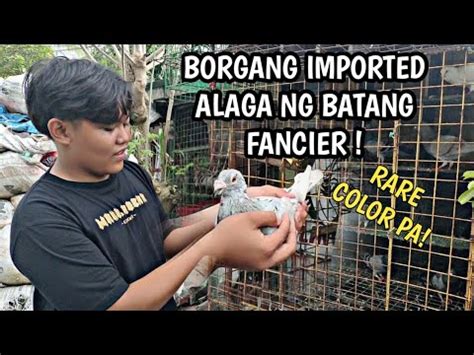 Borgang Imported Kalapati Ng Batang Fancier Youtube