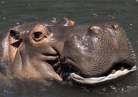 17 Hippopotamus Facts In Honor Of National Hippo Day