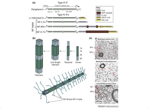 Post Transcriptional Control Of Neurofilaments New Roles In