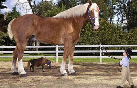 O Maior Cavalo Do Mundo Maior Cavalo Do Mundo Cavalo De Tra O