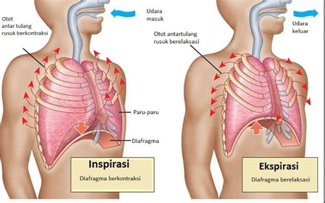 Diafragma Pengertian Fungsi Cara Kerja Dan Gangguan Pada Diafragma