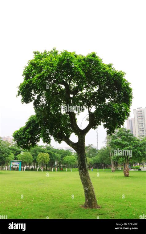 Plant Science Map Stock Photo Alamy