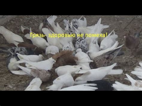 О здоровье голубей! - YouTube