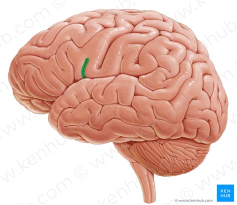 Posterior Ramus Of Lateral Cerebral Sulcus задняя ветвь латеральной