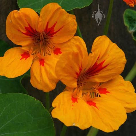 AboutOrchids » Blog Archive » Nasturtiums