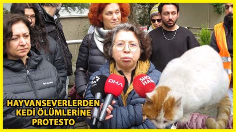 Kadıköy de Toplu Kedi Ölümleri Hayvanseverler Tarafından Protesto