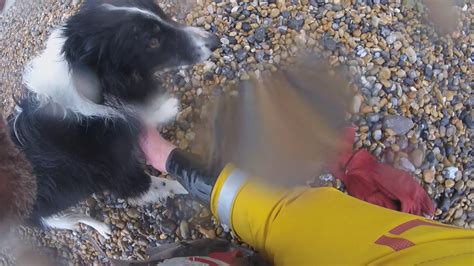 Bodycam Footage Shows Moment Rnli Newhaven Rescues Stranded Collie Cut