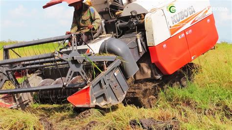 Perfect Operator Harvester Kubota Dc Plus Harvesting Rice Rice