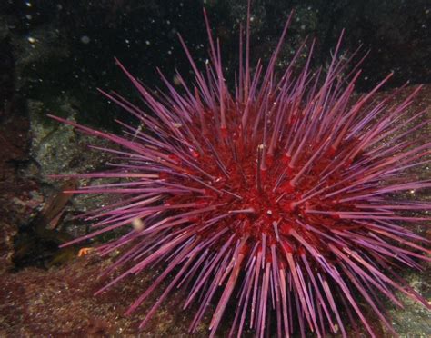 Sea Urchin Finding Nemo Species Wikia Fandom Powered By Wikia