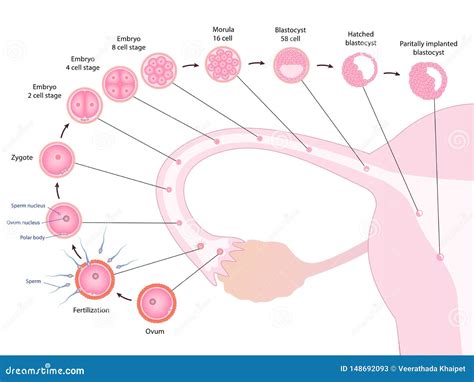 Early Human Development In Oviduct Stock Vector Illustration Of