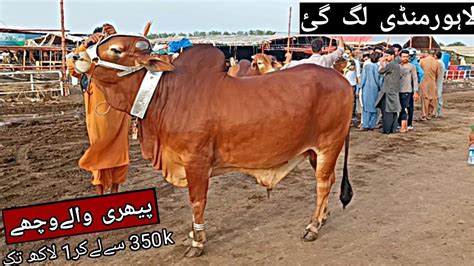 Cow Mandi Pakistan Update Shahpur Kanjra Cow Mandi Lahore