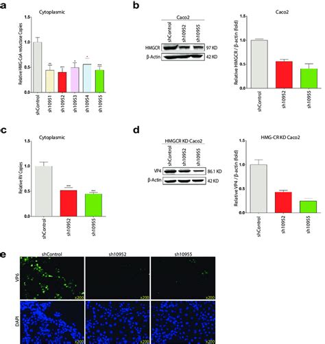 ShRNA Mediated HMGCR Knockdown In Caco2 Cells Represses Rotavirus