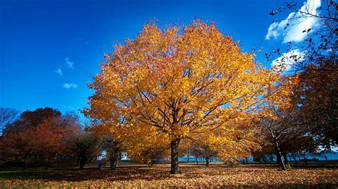 Beautiful Yellow Tree In Autumn Autumn Leaves Colors Park Trees