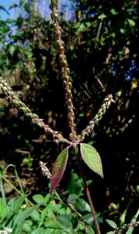 Devils Horsewhip Sample Of Bee Fodder Project · Inaturalist