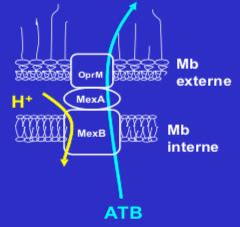 Bact Riologie M Canismes Biochimiques De La R Sistance Aux Atb