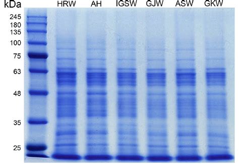 SDS-PAGE of crude wheat antigens. Coomassie brilliant blue staining of... | Download Scientific ...