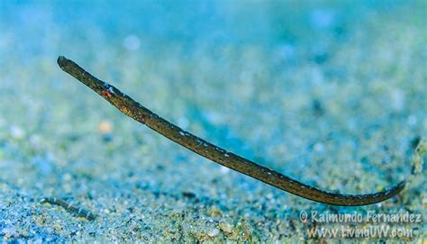 Broadnosed Pipefish Syngnathus Typhle Adriaticnature