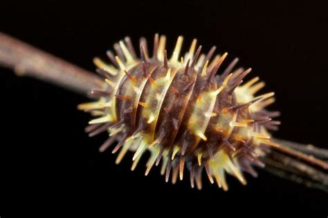 Flickriver Photoset Isopoda Philippines By Pbertner