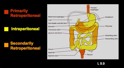 Exam 3 Abdomen Ii Flashcards Quizlet