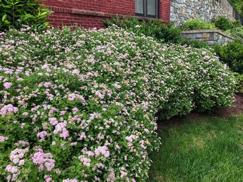 Buy Little Princess Spirea Shrubs Online Stadler Nurseries