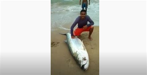 Veja imagem do momento em que peixe de 80 Kg é pescado no litoral do RN