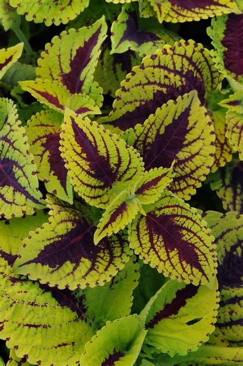 Solenostemon Scutellarioides Lime Vein Sunny Valley Farms