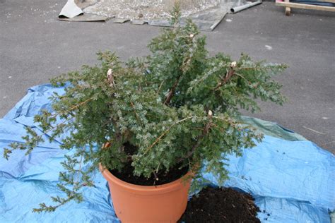 Juniperus Communis Les Chuhin Et Autres Grands Bonsa Parlonsbonsai