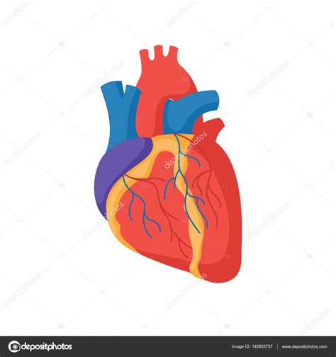 Anatomie Cardiaque Humaine Image Vectorielle Par EgudinKa