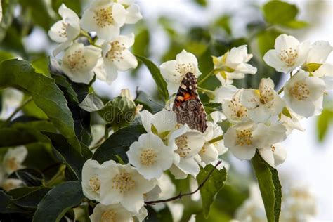 Spring Flowering Of Jasmine And A Colored Butterfly Stock Image Image