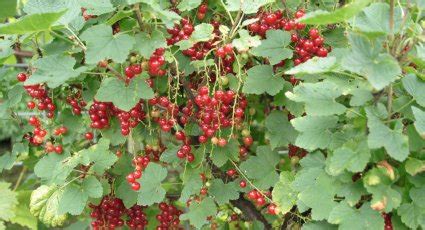 Aalbes Roodneus Vanaf 7 99 Rode Bessen Fruitbomen Net