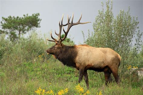 500+ Free Elk & Nature Photos - Pixabay