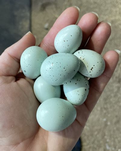 Celadon Coturnix Quail Hatching Eggs Rising Phoenix Farm