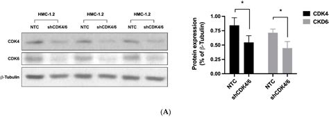 Cancers Free Full Text Cdk4 Cdk6 Inhibitors Synergize With