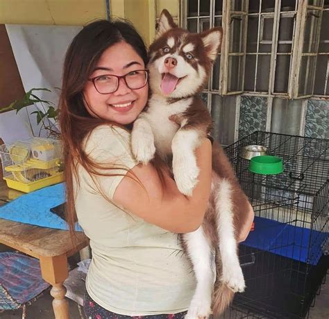 Siberian Husky Price Philippines Updated Costs