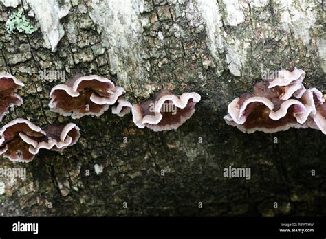 Silverleaf Fungus Chondrostereum Purpureum Stock Photo Alamy